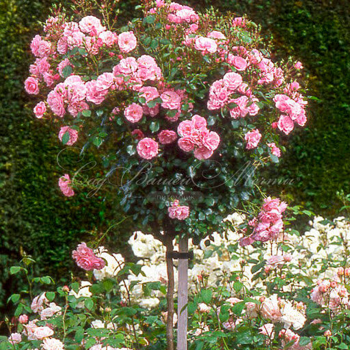 Роза штамбовая Bonica (Боника) — фото 3