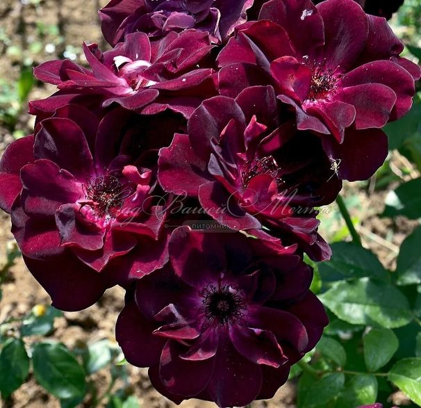 Роза штамбовая Burgundy Ice (Бургунди Айс) — фото 2