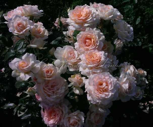 Роза штамбовая Chandos Beauty (Чандос Бьюти) — фото 2