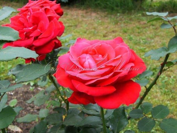 Роза штамбовая Dame de Coeur (Дам де Кёр) — фото 4