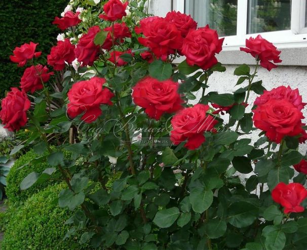 Роза штамбовая Dame de Coeur (Дам де Кёр) — фото 5