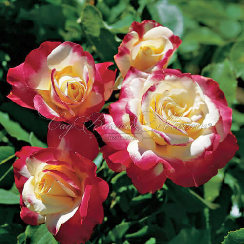 Роза штамбовая Double Delight (Дабл Дилайт) — фото 2