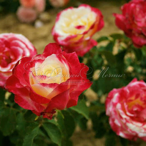 Роза штамбовая Double Delight (Дабл Дилайт) — фото 3