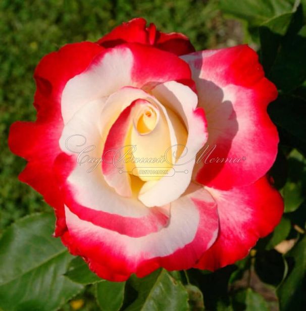 Роза штамбовая Double Delight (Дабл Дилайт) — фото 4