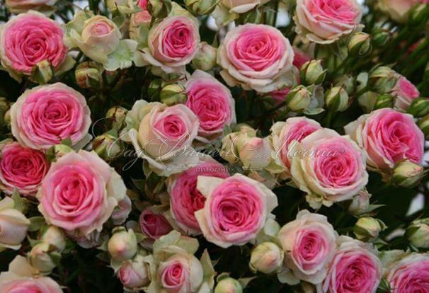 Роза штамбовая Eden Rose '85 (Эден Роуз 85) — фото 2