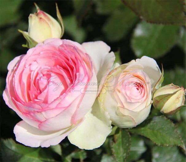 Роза штамбовая Eden Rose '85 (Эден Роуз 85) — фото 3