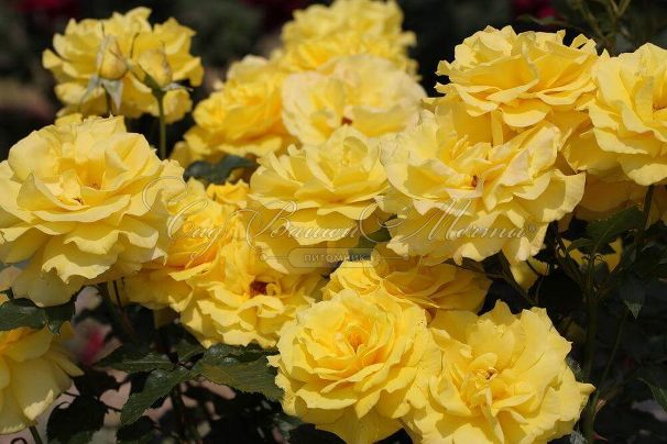 Роза штамбовая Friesia (Фрезия) — фото 2
