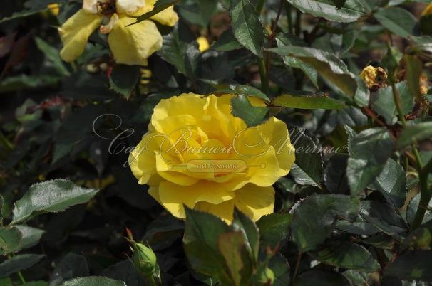 Роза штамбовая Friesia (Фрезия) — фото 3