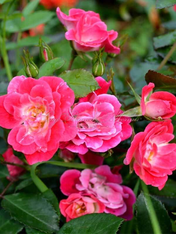 Роза штамбовая Fuchsia Meillandecor (Фуксия Мейяндекор) — фото 2