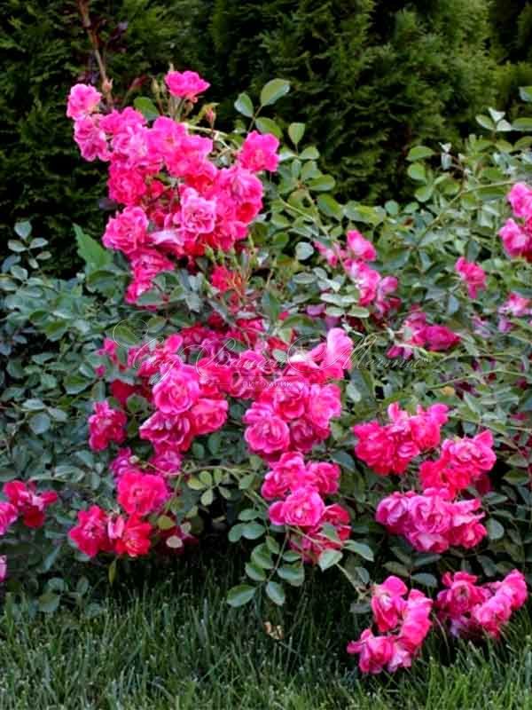 Роза штамбовая Fuchsia Meillandecor (Фуксия Мейяндекор) — фото 3