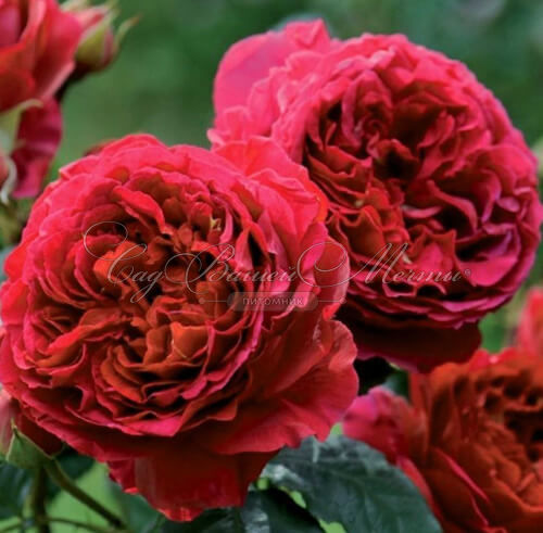 Роза штамбовая Feuerland (Фоерланд) — фото 2