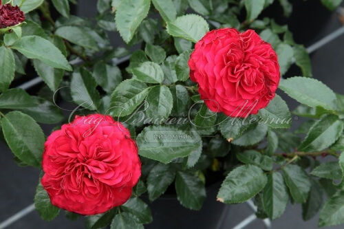Роза штамбовая Feuerland (Фоерланд) — фото 3