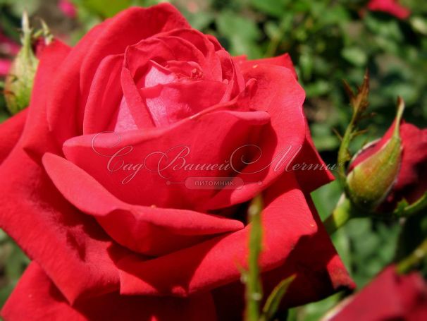 Роза штамбовая Kardinal 85 (Кардинал 85) — фото 2