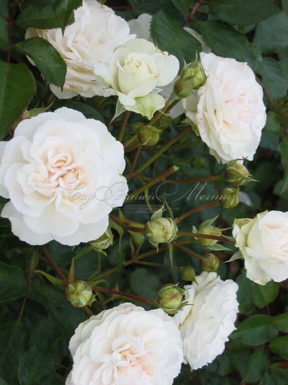 Роза штамбовая Ledreborg (Ледреборг) — фото 3