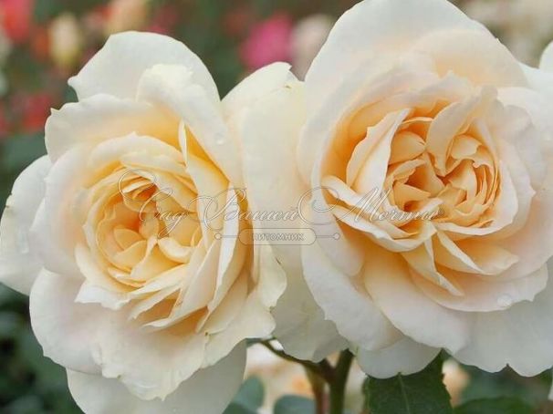 Роза штамбовая Lions-Rose (Леонс-Роуз)  — фото 3