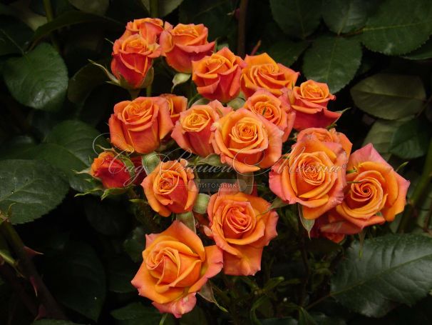 Роза штамбовая Mambo (Мамбо) — фото 2