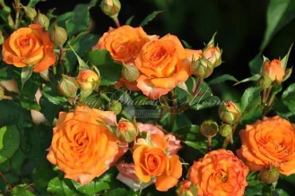 Роза штамбовая Mambo (Мамбо) — фото 5