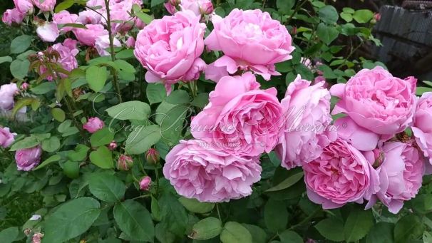 Роза штамбовая Mary Rose (Мэри Роуз) — фото 2