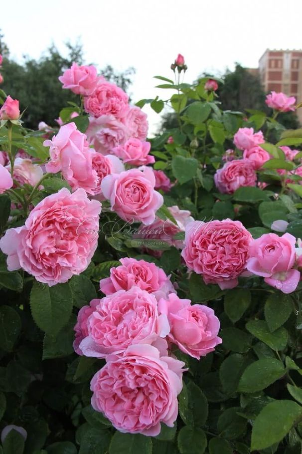 Роза штамбовая Mary Rose (Мэри Роуз) — фото 3