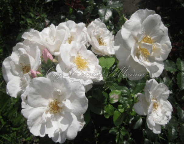 Роза штамбовая Pearl Drift (Перл Дрифт) — фото 2