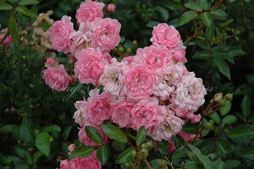 Роза штамбовая Pink Fairy (Пинк Фейри) — фото 2
