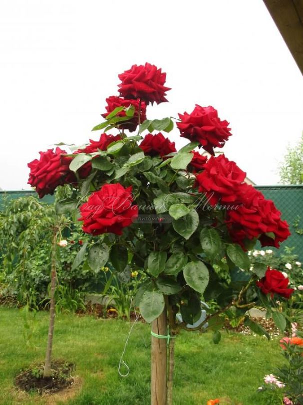 Роза штамбовая Rabelais (Рабле) — фото 2