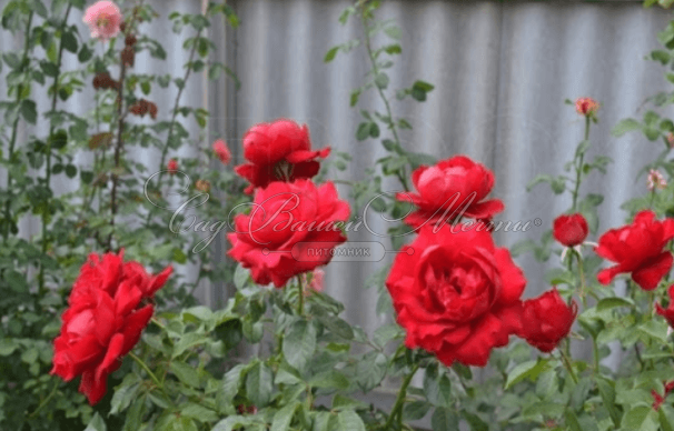 Роза штамбовая Red Abundance (Рэд Абанданс) — фото 3