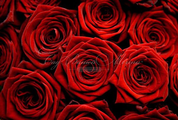 Роза штамбовая Red Det (Ред Дет) — фото 2