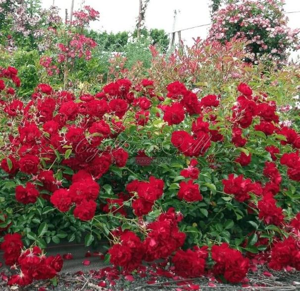 Роза штамбовая Red Swany (Рэд Свани) — фото 2