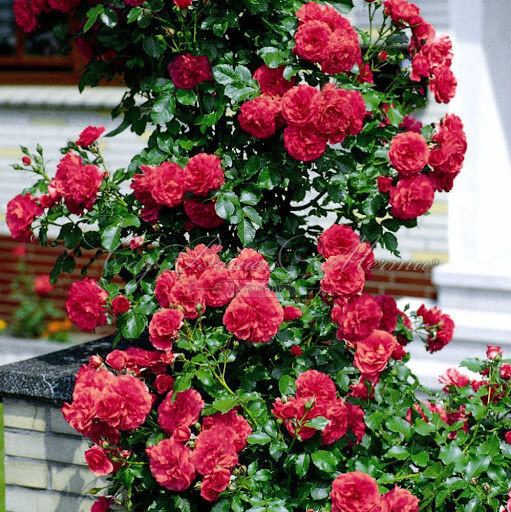 Роза штамбовая Rosarium Uetersen (Розариум Ютерсен) — фото 2