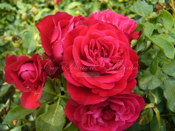 Роза штамбовая Rouge Meilove (Руж Мейлав) — фото 3