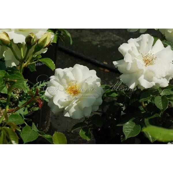 Роза штамбовая White Meilove (Уайт Мейлав) — фото 2