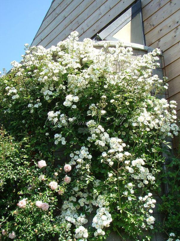 Роза штамбовая Guirlande d'Amour (Гирлянд де Амур) — фото 2