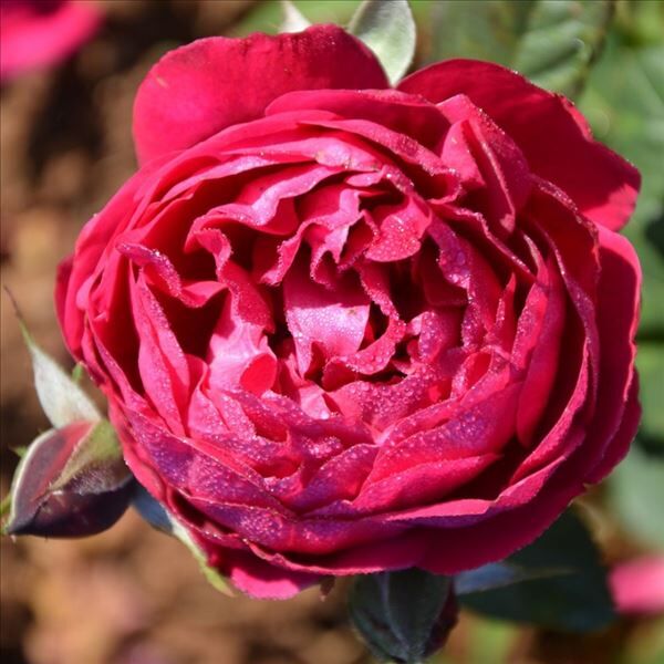 Роза Bicentenaire de Guillot (Бисэнтэнер дэ Гийо) — фото 2