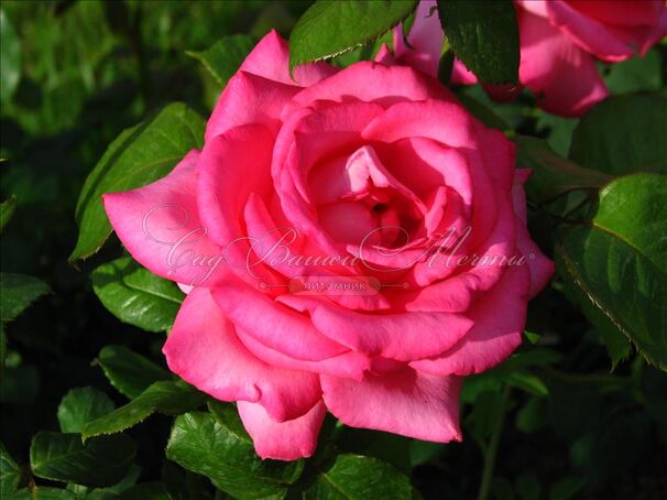 Роза Esmeralda (Эсмеральда) — фото 2