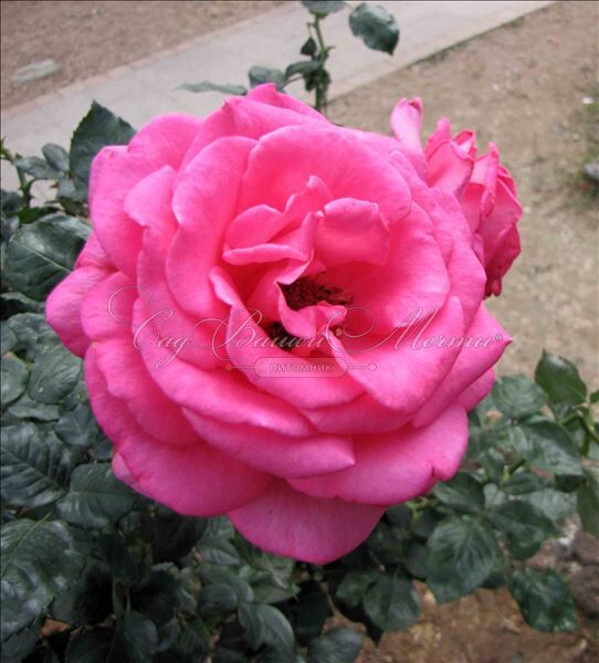 Роза Esmeralda (Эсмеральда) — фото 3