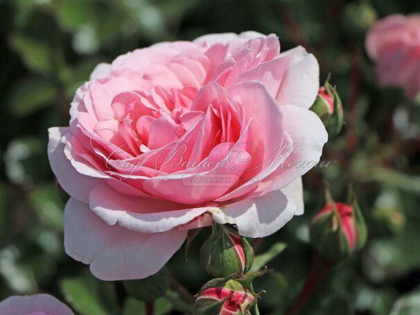 Роза Home & Garden (Хоум энд Гарден) — фото 3