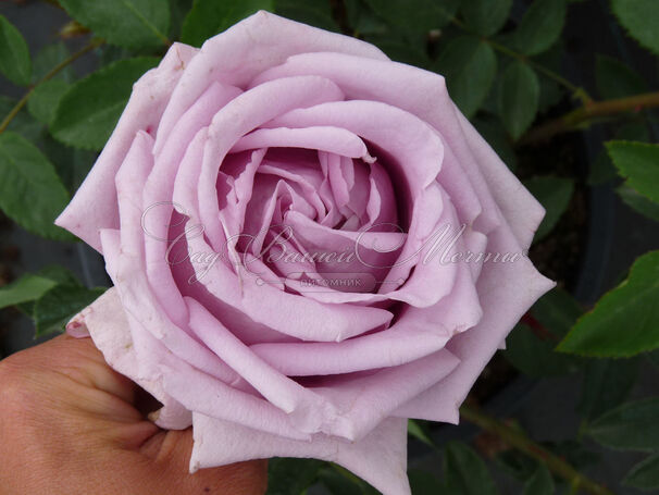 Роза Indigoletta (Индиголетта) — фото 2