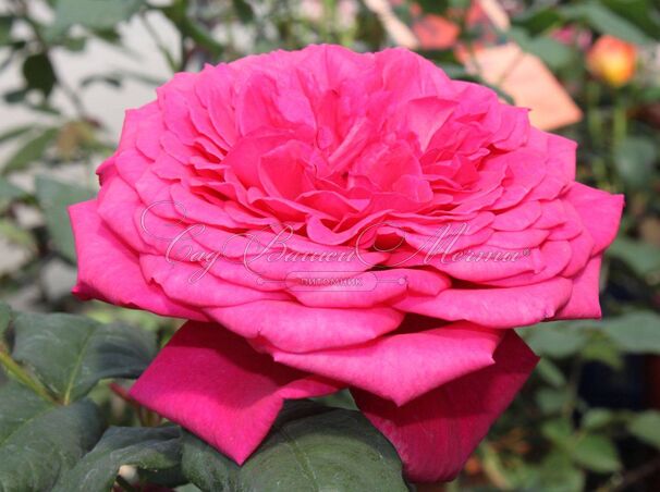 Роза Johann Wolfgang von Goethe Rose (Иоганн Вольфганг фон Гете Роуз) — фото 2