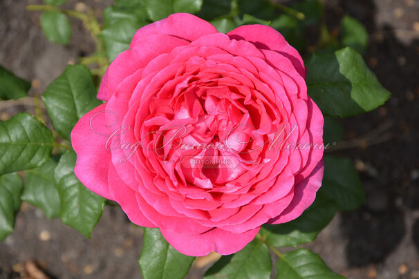Роза Johann Wolfgang von Goethe Rose (Иоганн Вольфганг фон Гете Роуз) — фото 3
