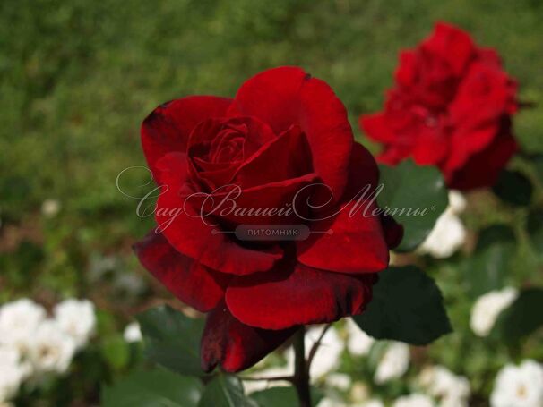 Роза Le Rouge et le Noir (Ля Руж ет ле Нор) — фото 4
