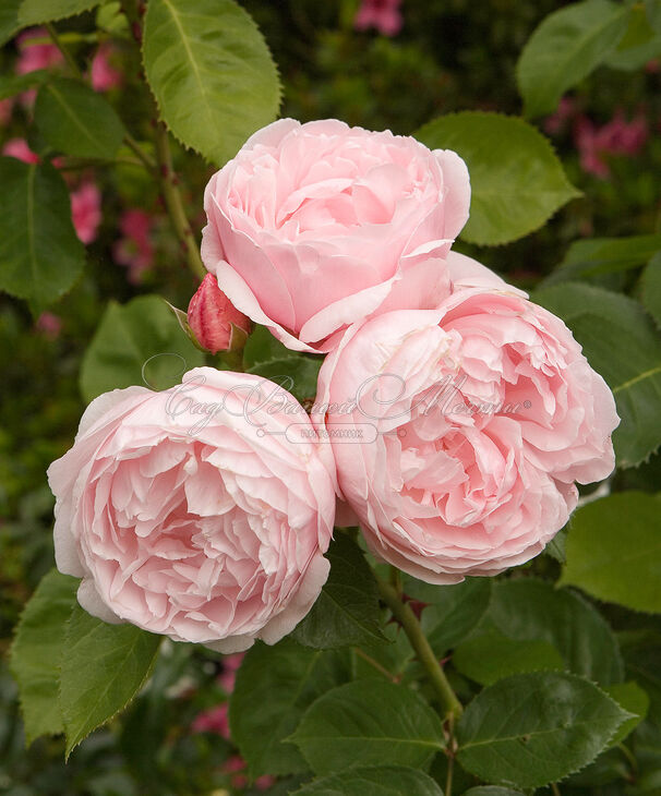 Роза Magnificent Perfum (Магнифисент Парфюм) — фото 2