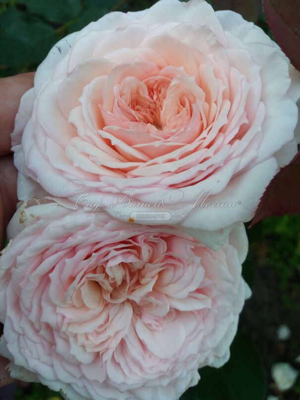 Роза Magnificent Perfum (Магнифисент Парфюм) — фото 3