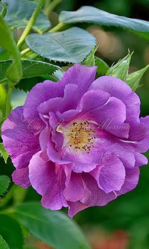 Роза Purple Beauty (Пёрпл бьюти) — фото 2