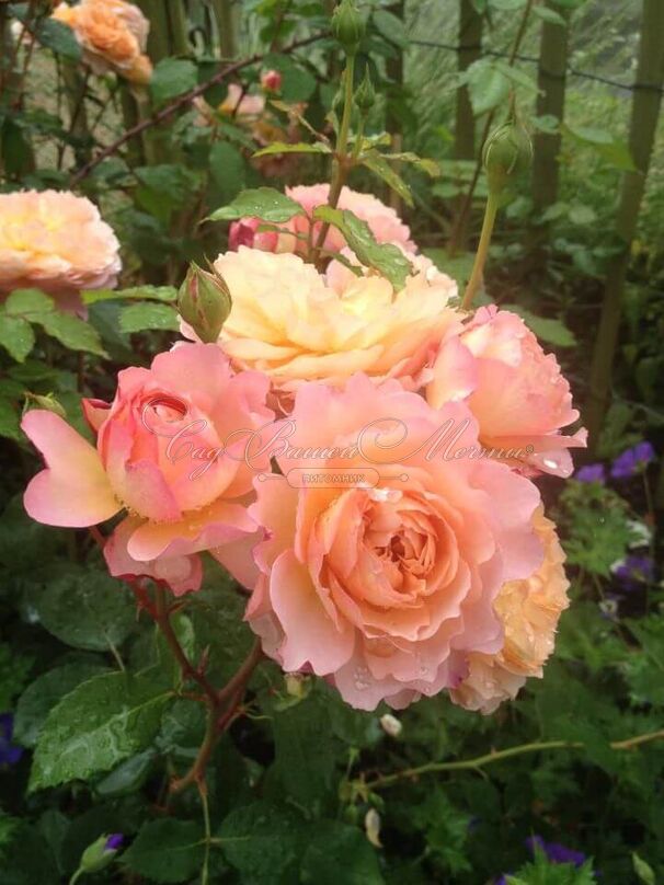 Роза Rose de Gerberoy (Роз де Жерберуа) — фото 3