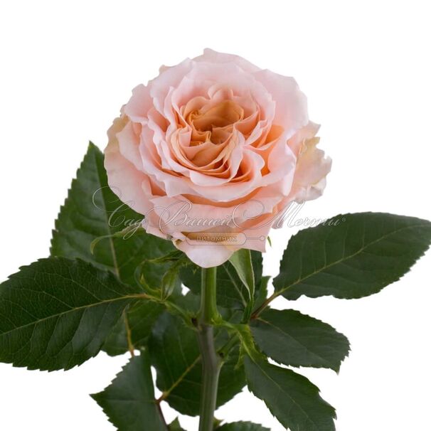 Роза Shimmer (Шиммер) — фото 2