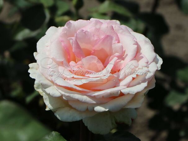Роза Souvenir de Baden-Baden (Сувенир де Баден-Баден) — фото 5