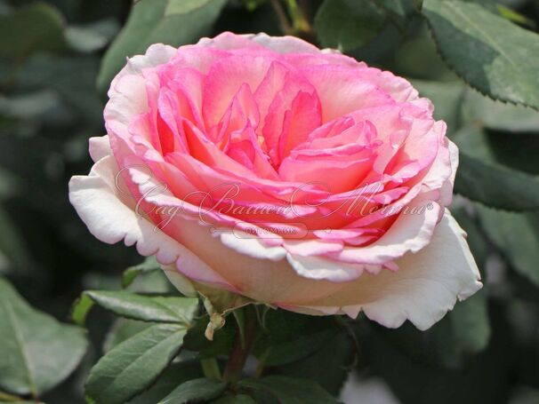 Роза Souvenir de Baden-Baden (Сувенир де Баден-Баден) — фото 6