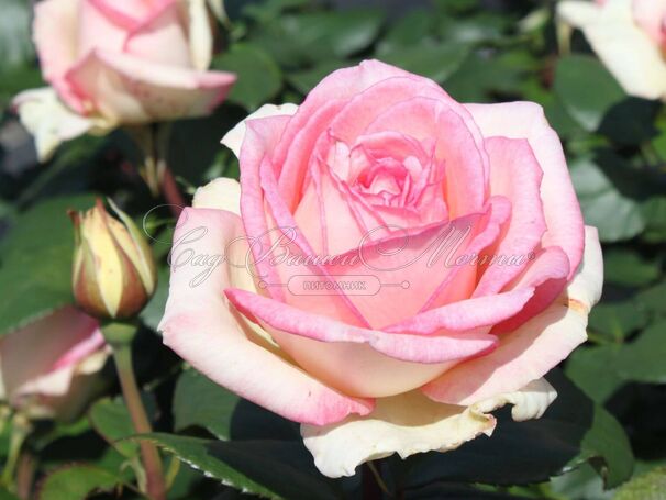 Роза Souvenir de Baden-Baden (Сувенир де Баден-Баден) — фото 7