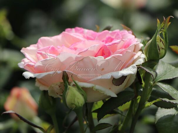 Роза Souvenir de Baden-Baden (Сувенир де Баден-Баден) — фото 8